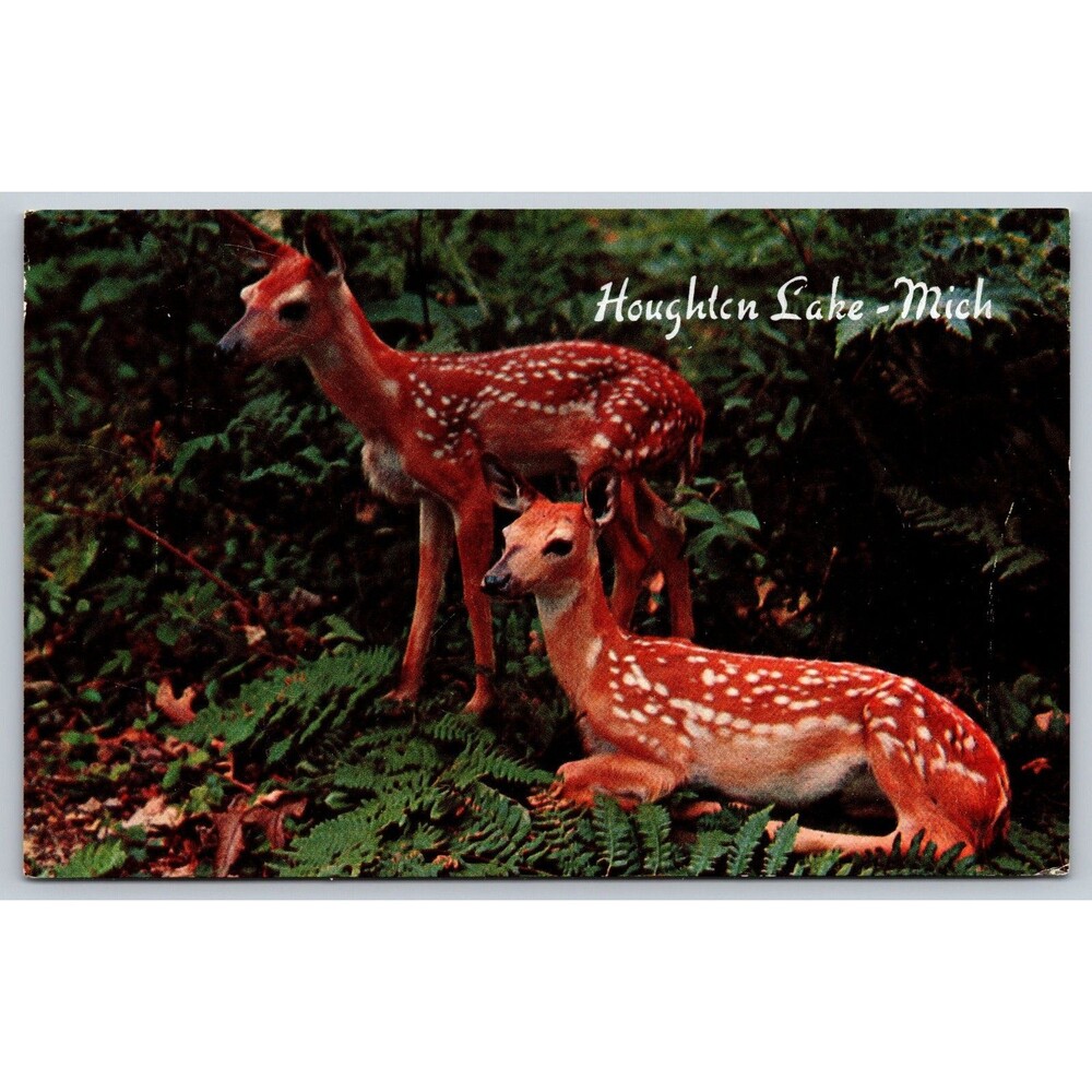 Vintage Postcard Houghton Lake Michigan Twin Fawns Deer Wildlife Plastichrome